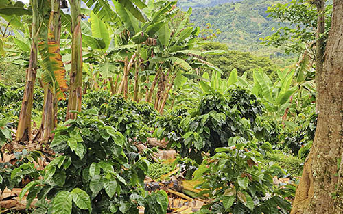 Colombian Coffee plants