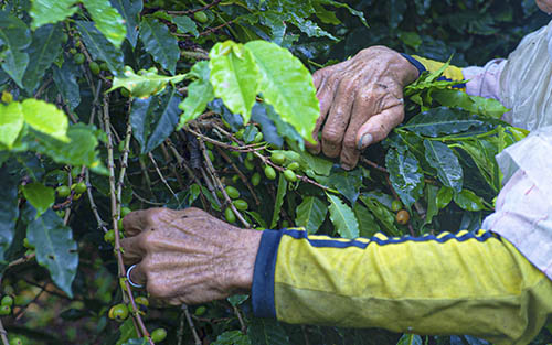 Coffee grower showing a plant
